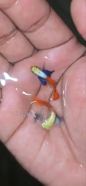 Red Tail Platinum Dumbo/Elephant Ear Guppy Fish