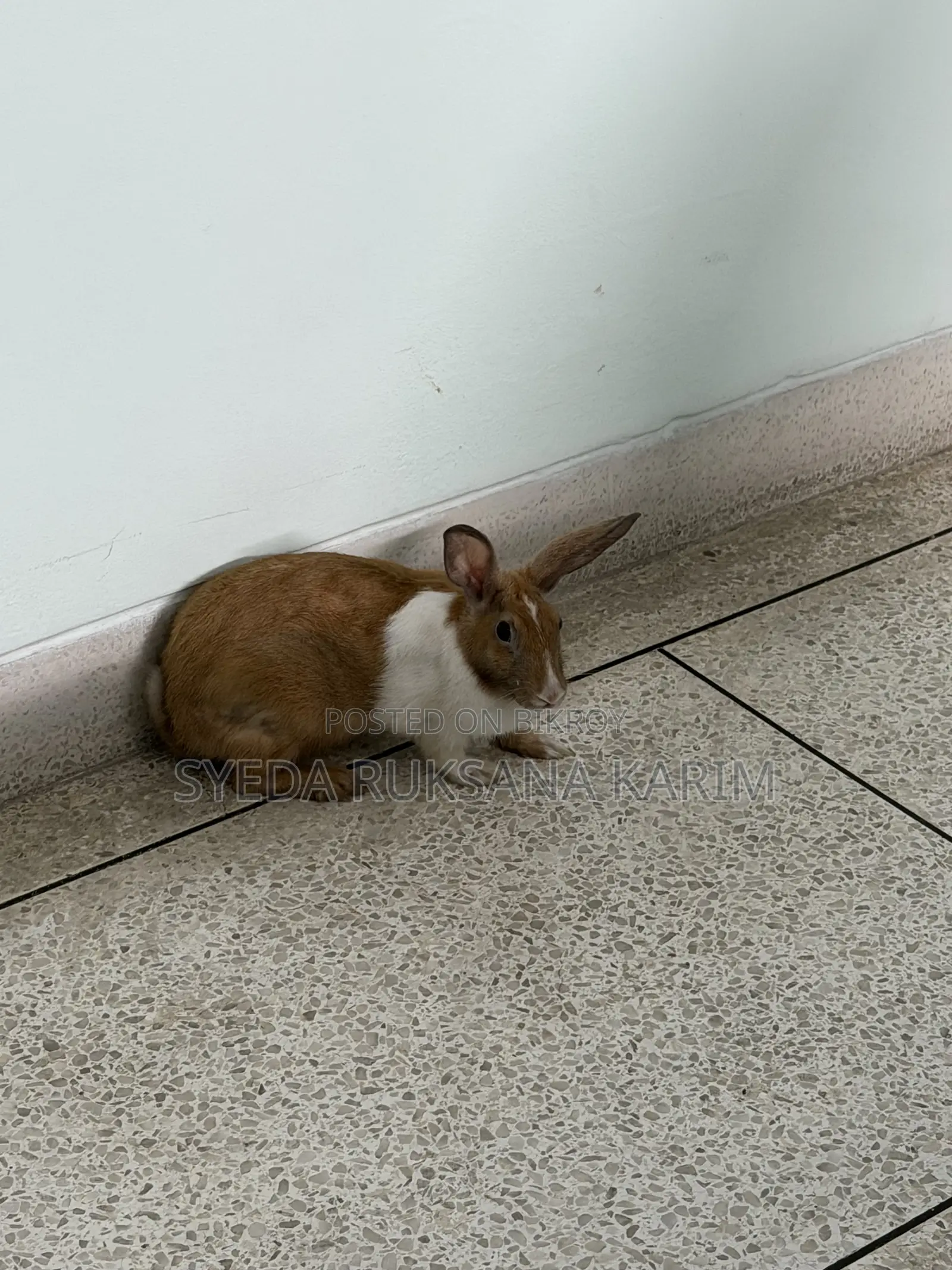 Female Rabbit