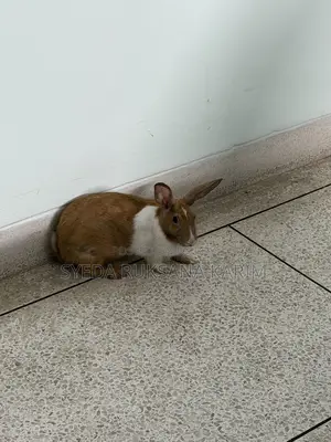 Female Rabbit