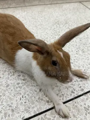 Female Rabbit