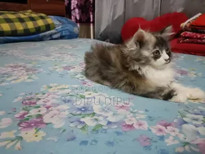 1-3 months Female Purebred Persian