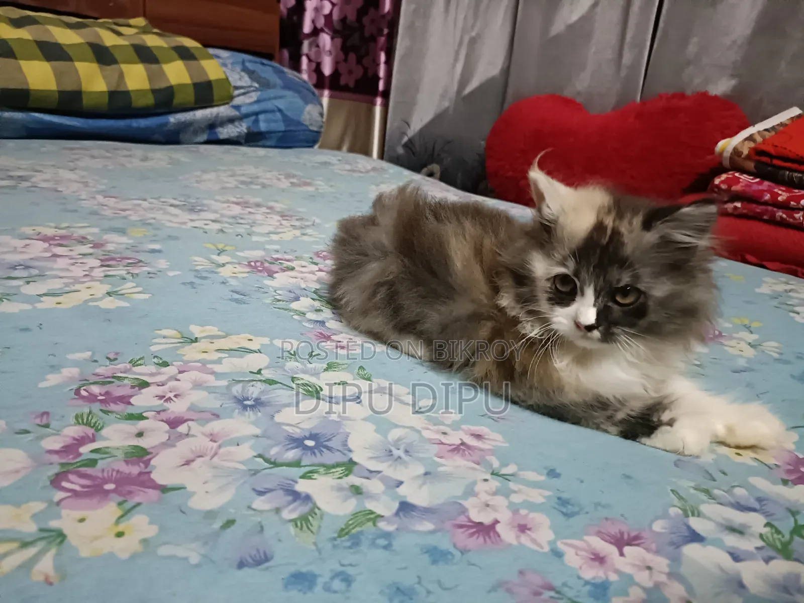 1-3 Months Female Purebred Persian