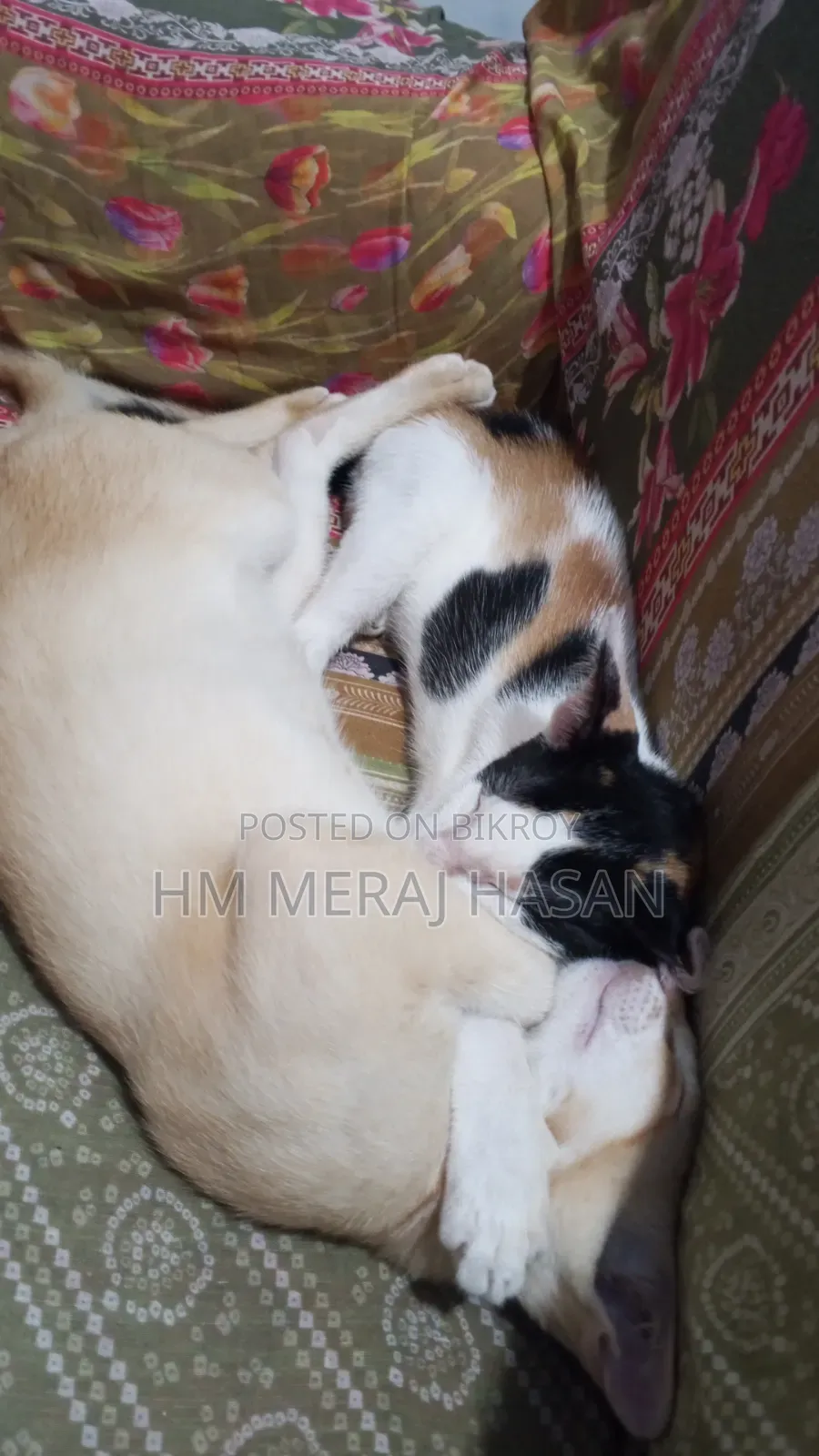 1-3 months Female Mixed Breed Persian