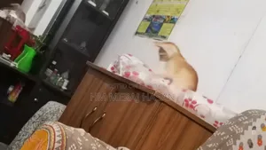 1-3 months Female Mixed Breed Persian