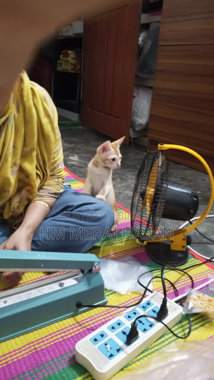 1-3 months Female Mixed Breed Persian
