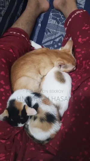 1-3 months Female Mixed Breed Persian