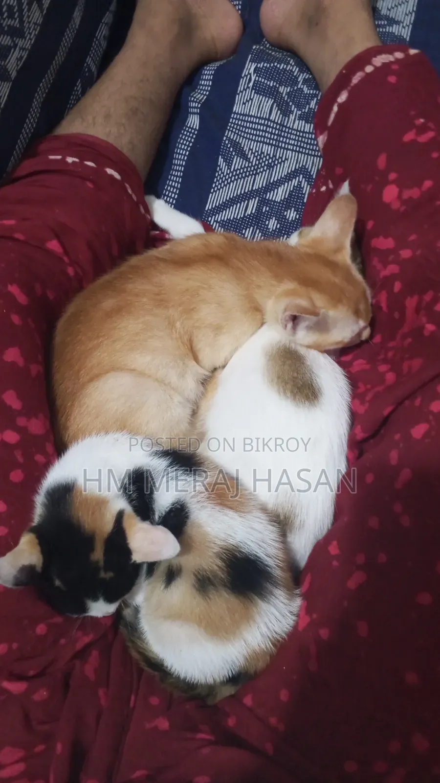 1-3 months Female Mixed Breed Persian