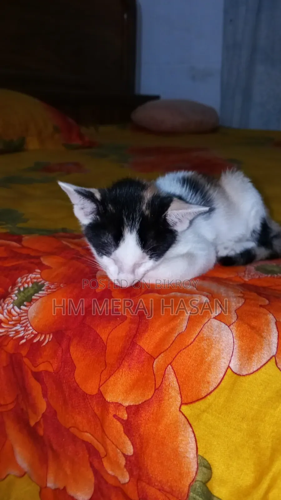 1-3 months Female Mixed Breed Persian