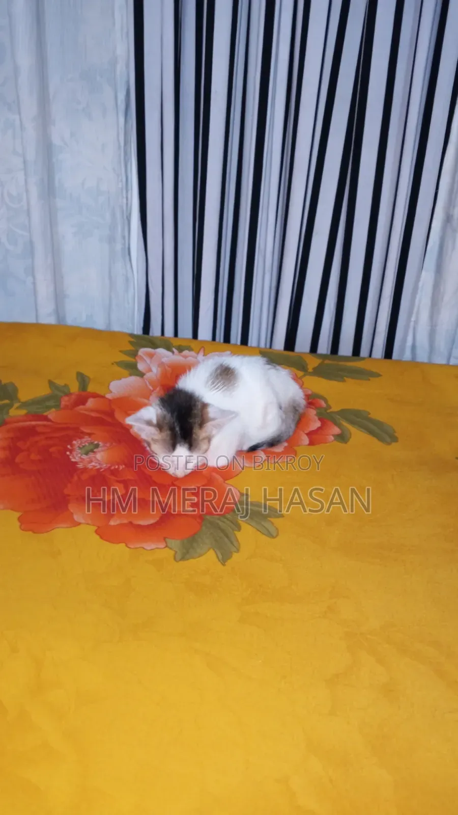 1-3 months Female Mixed Breed Persian