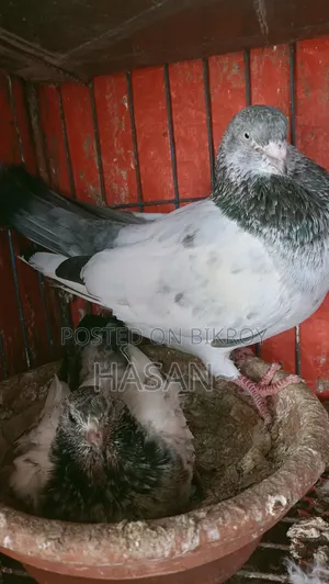 কবুতর বিক্রয়