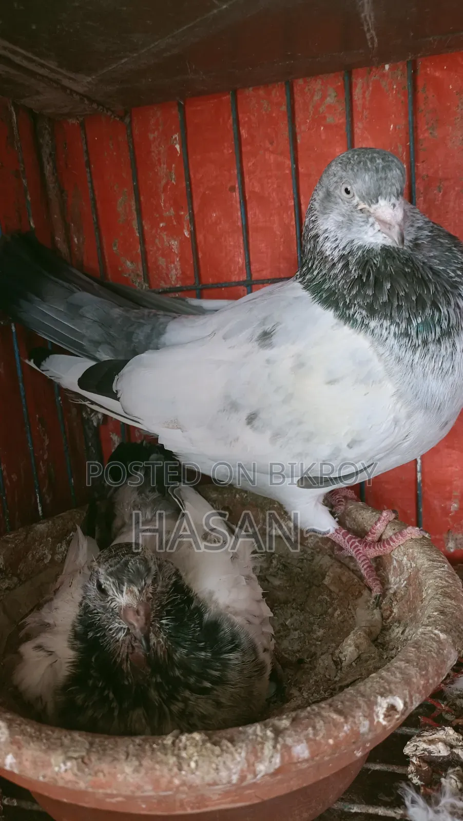 কবুতর বিক্রয়