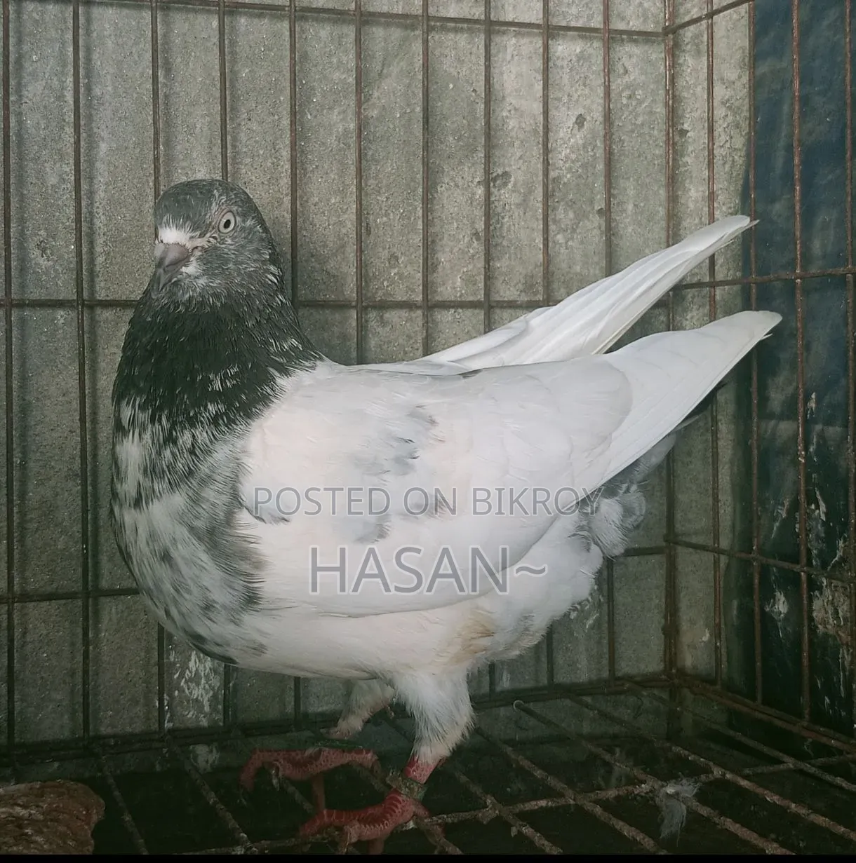 কবুতর বিক্রয়