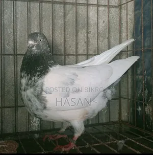 কবুতর বিক্রয়