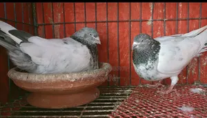কবুতর বিক্রয়