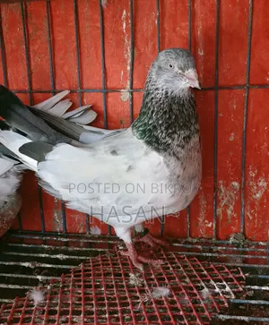 কবুতর বিক্রয়