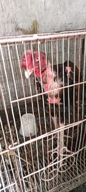 আসিল ফাইটার মোরগ