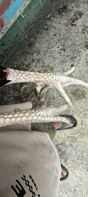 আসিল ফাইটার মোরগ