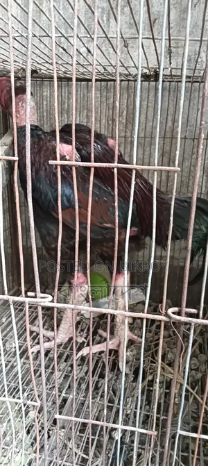 আসিল ফাইটার মোরগ