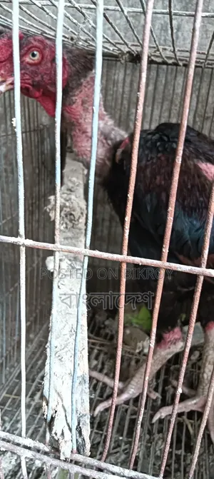 আসিল ফাইটার মোরগ