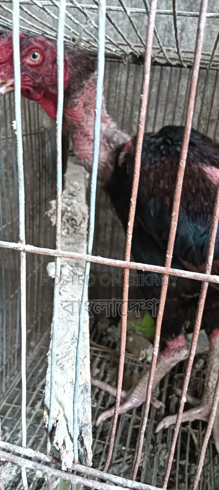 আসিল ফাইটার মোরগ