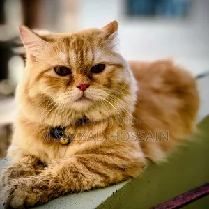 1+ year Female Purebred Persian