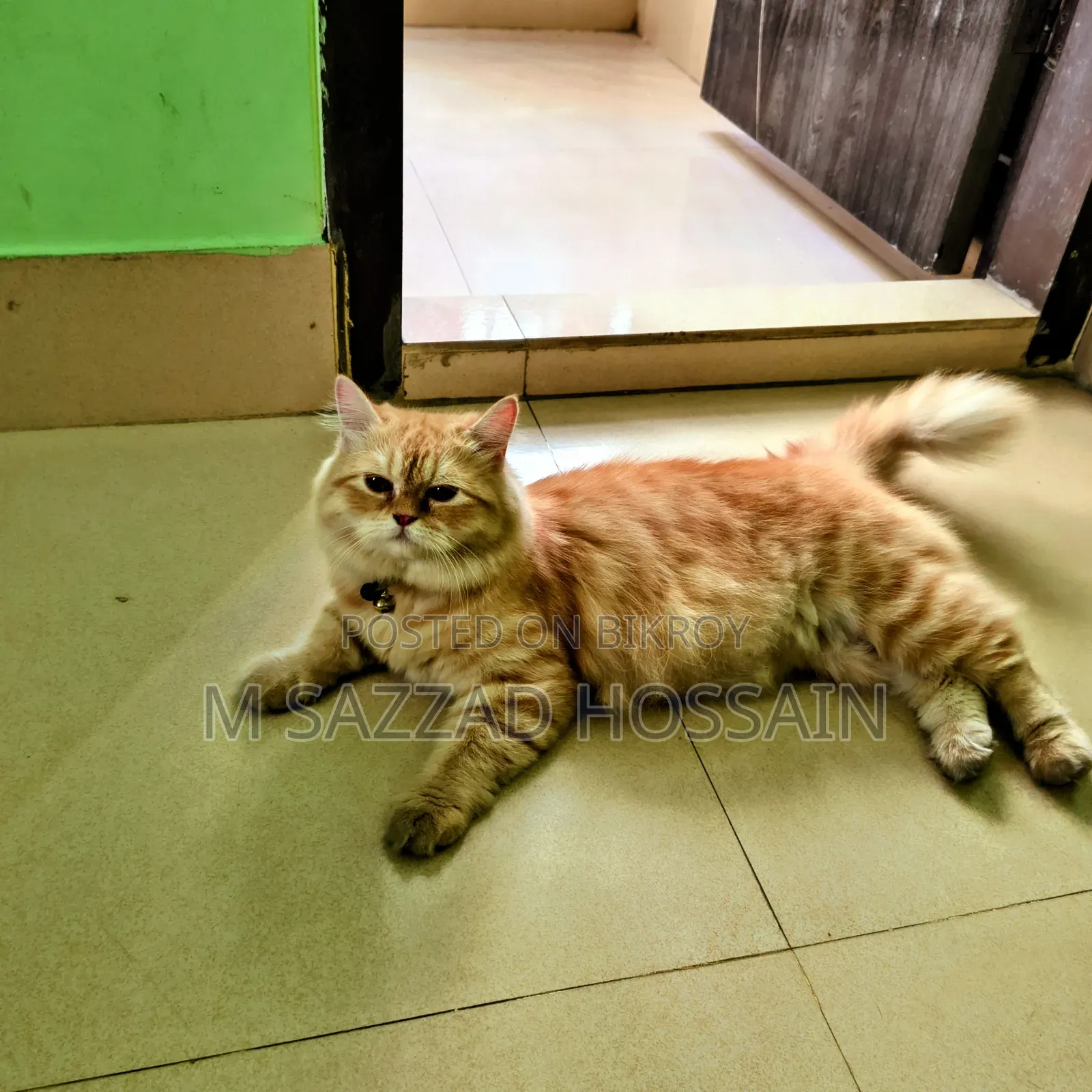 1+ year Female Purebred Persian