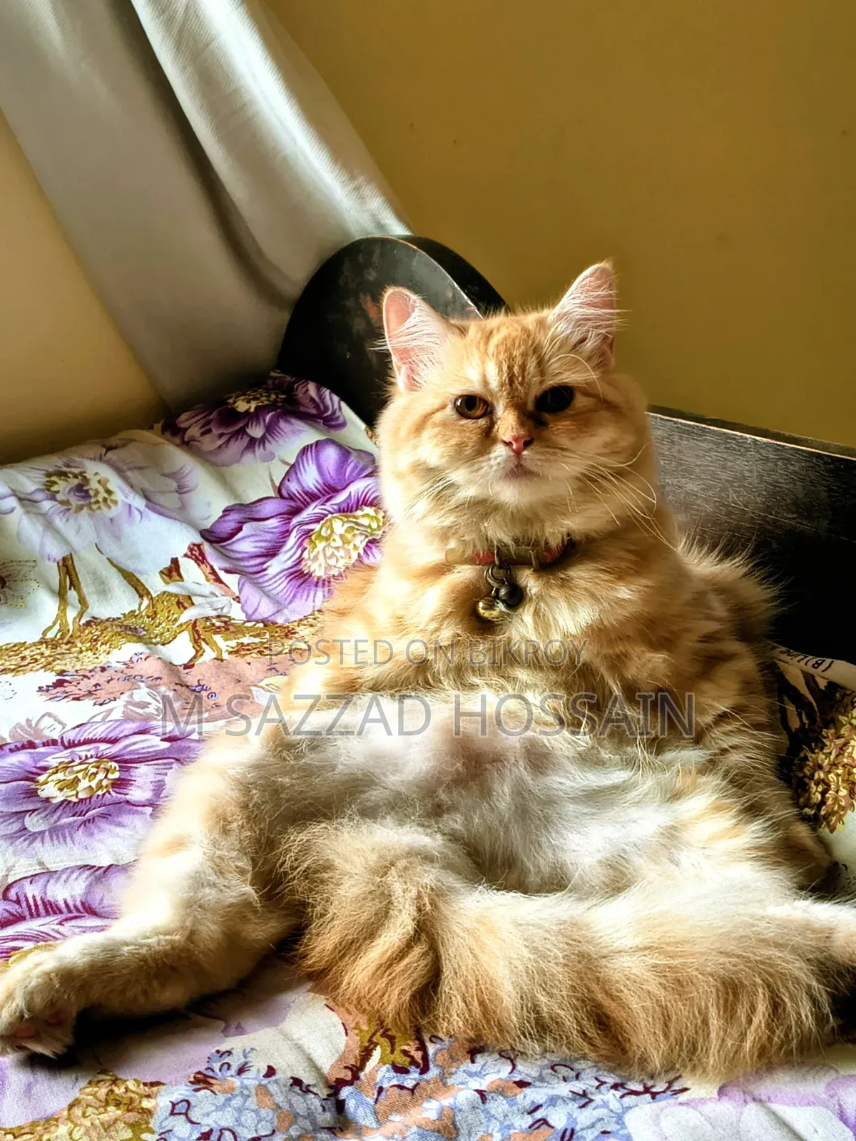 1+ year Female Purebred Persian