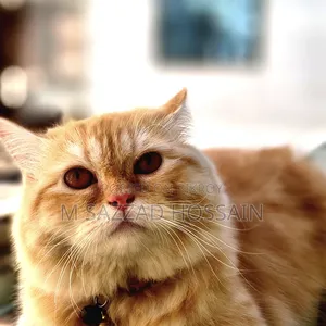 1+ year Female Purebred Persian