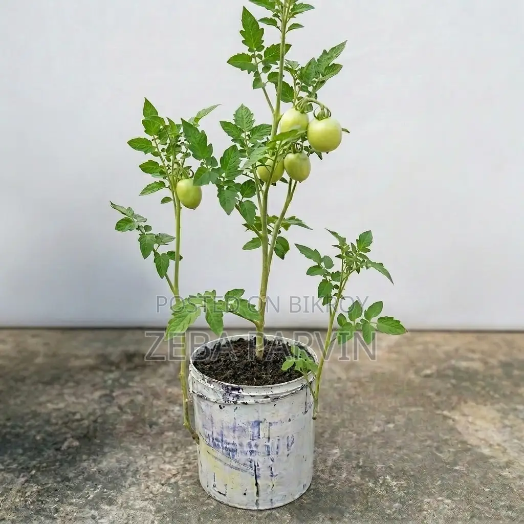 অর্গানিক ফার্টিলাইজার