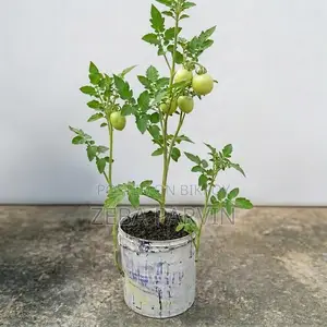 অর্গানিক ফার্টিলাইজার
