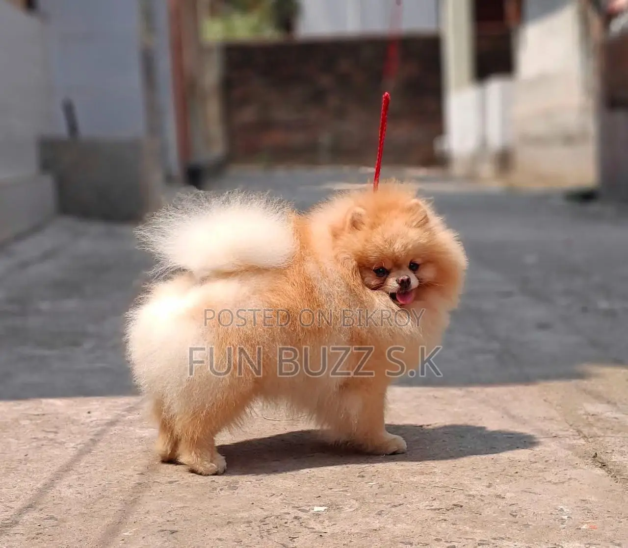 6-12 months Male Purebred Pomeranian
