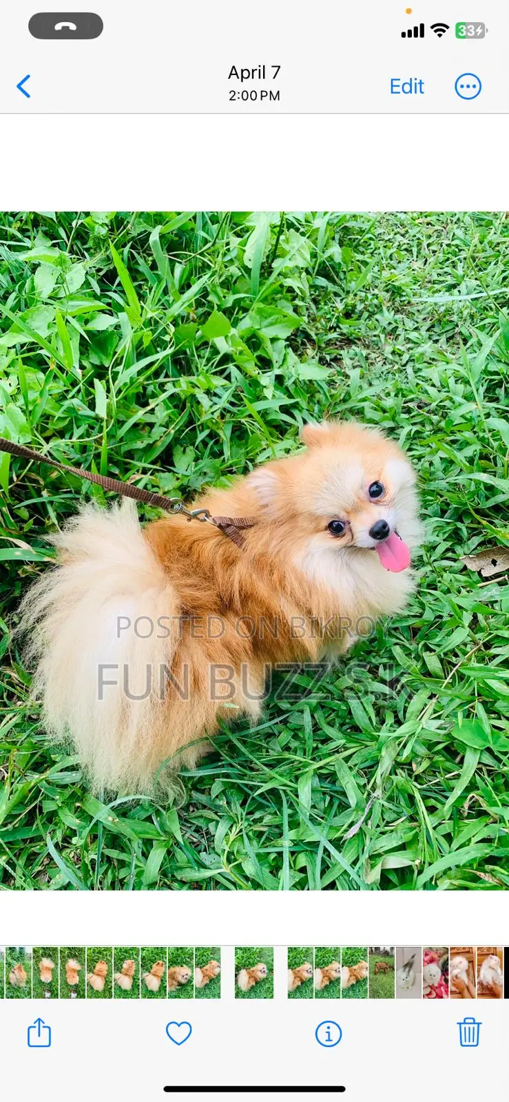 6-12 months Male Purebred Pomeranian