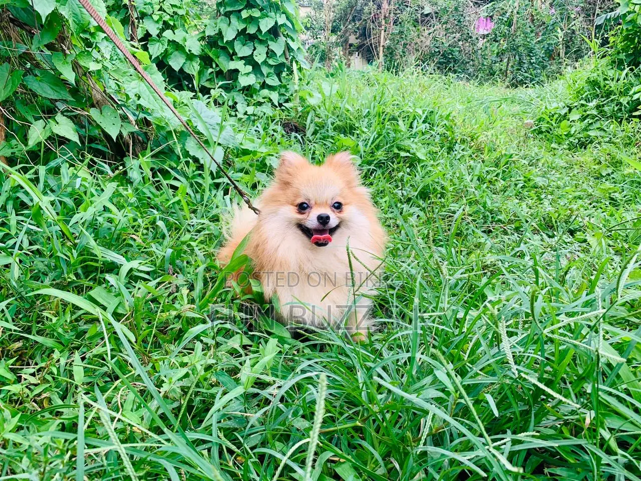 6-12 months Male Purebred Pomeranian