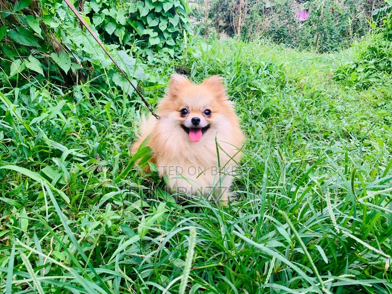 6-12 months Male Purebred Pomeranian