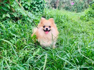 6-12 months Male Purebred Pomeranian