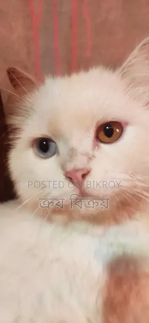 1+ Year Male Purebred Persian Cat