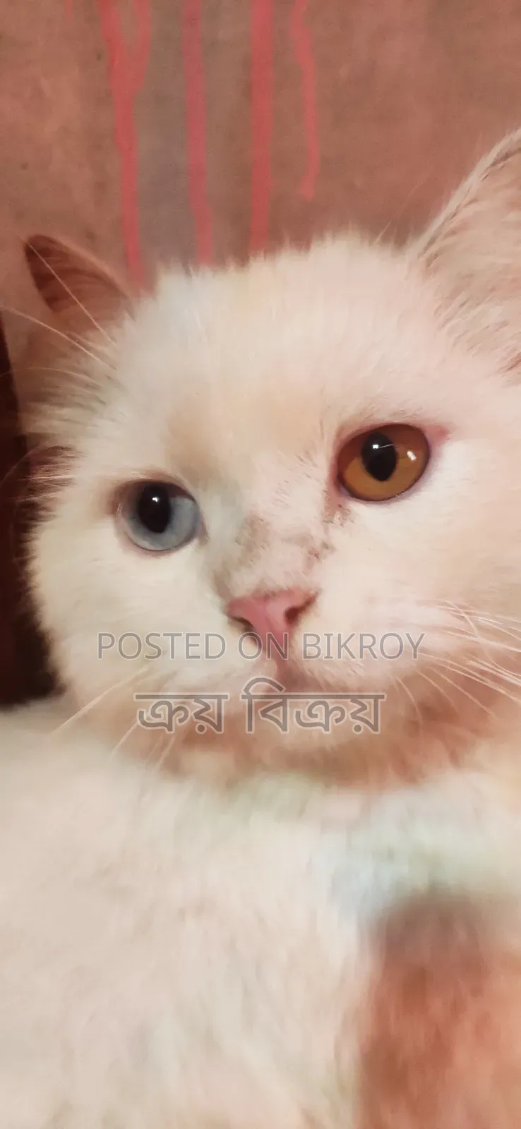 1+ Year Male Purebred Persian Cat