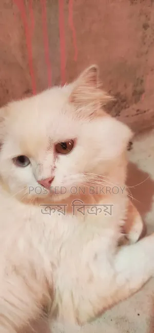 1+ Year Male Purebred Persian Cat