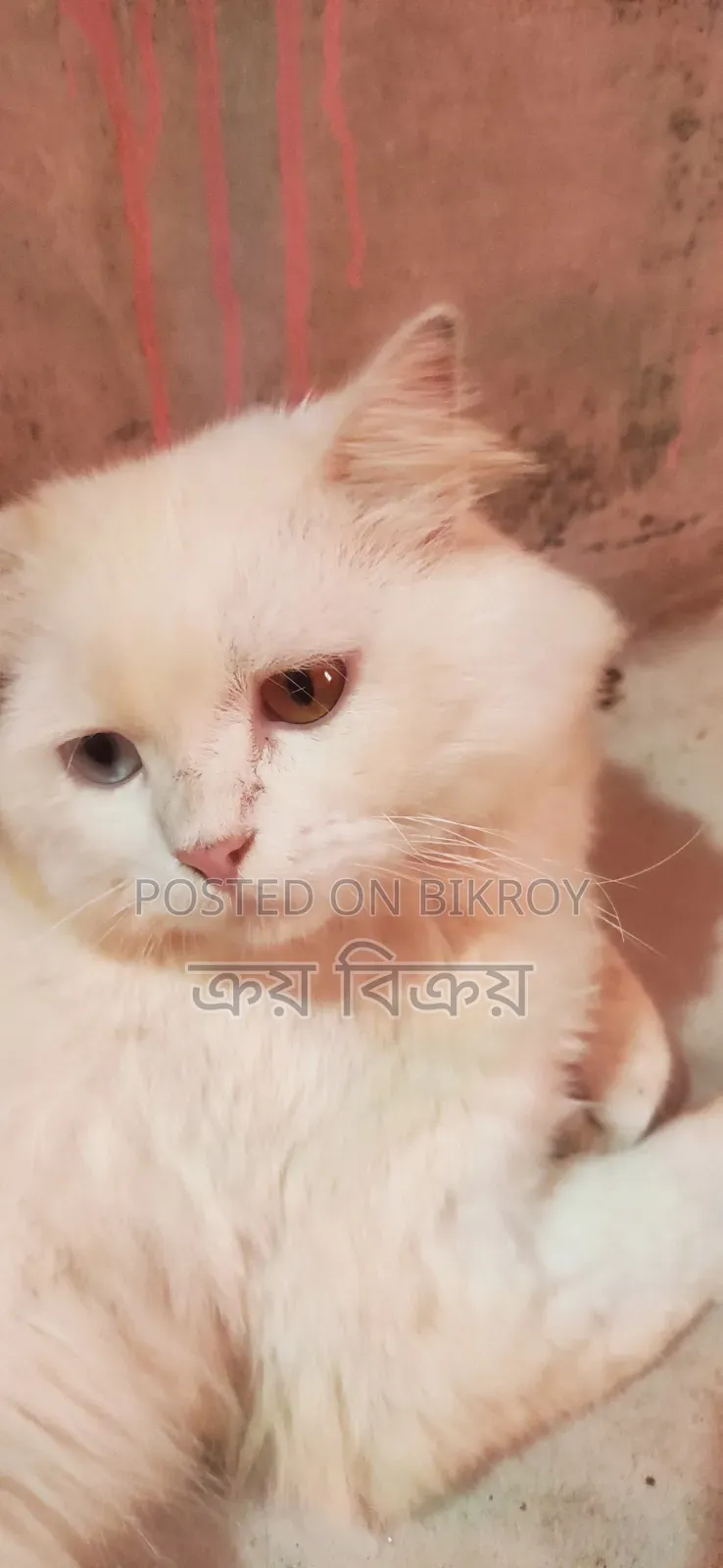 1+ Year Male Purebred Persian Cat