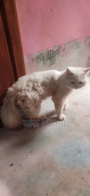 1+ Year Male Purebred Persian Cat