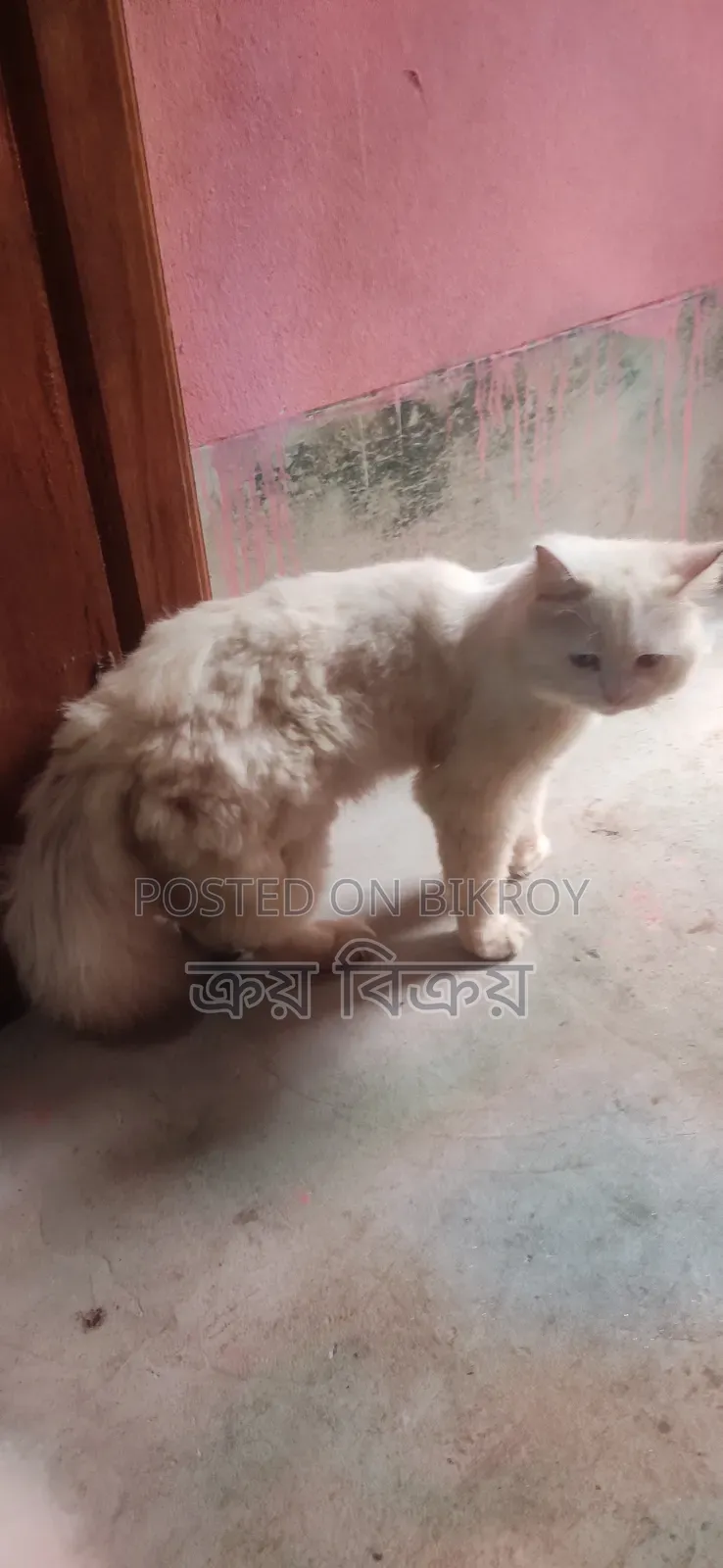 1+ Year Male Purebred Persian Cat