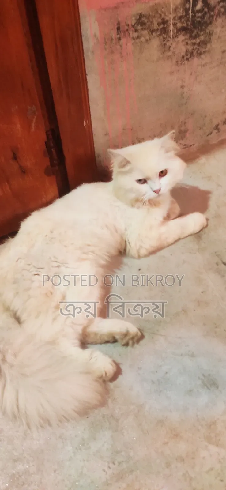 1+ Year Male Purebred Persian Cat