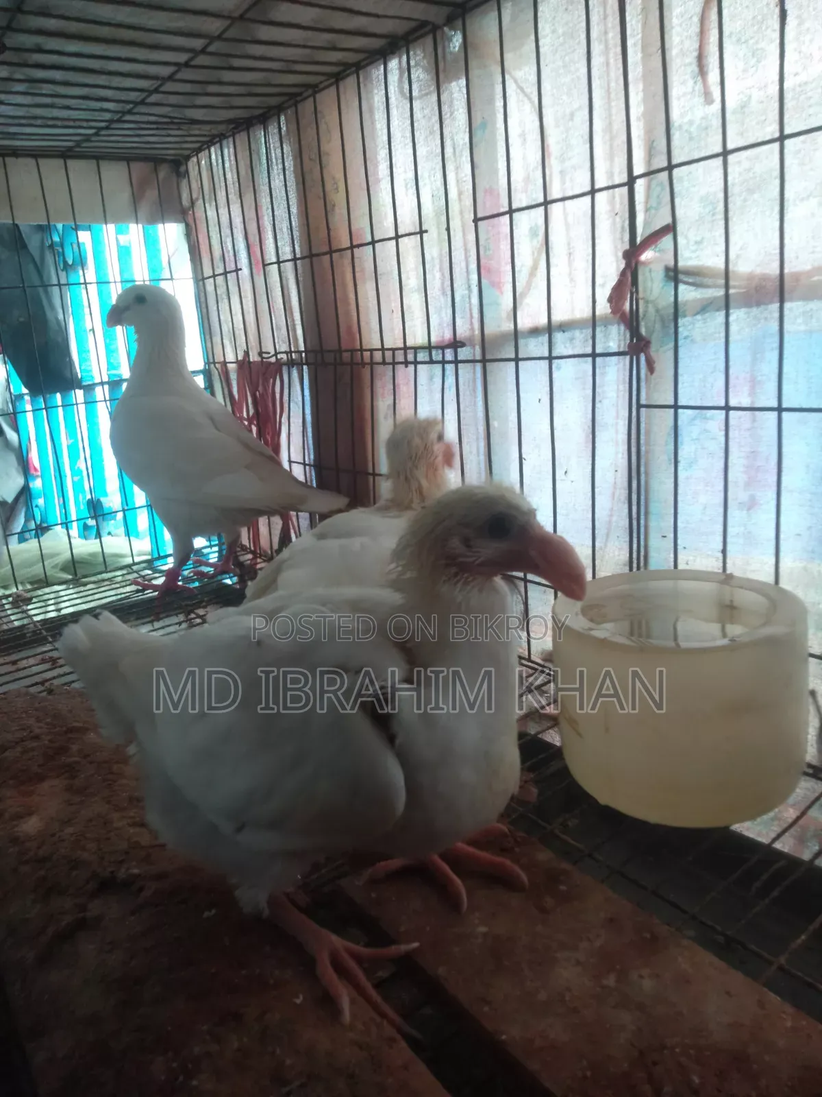 A pair of pigeon chicks for sale