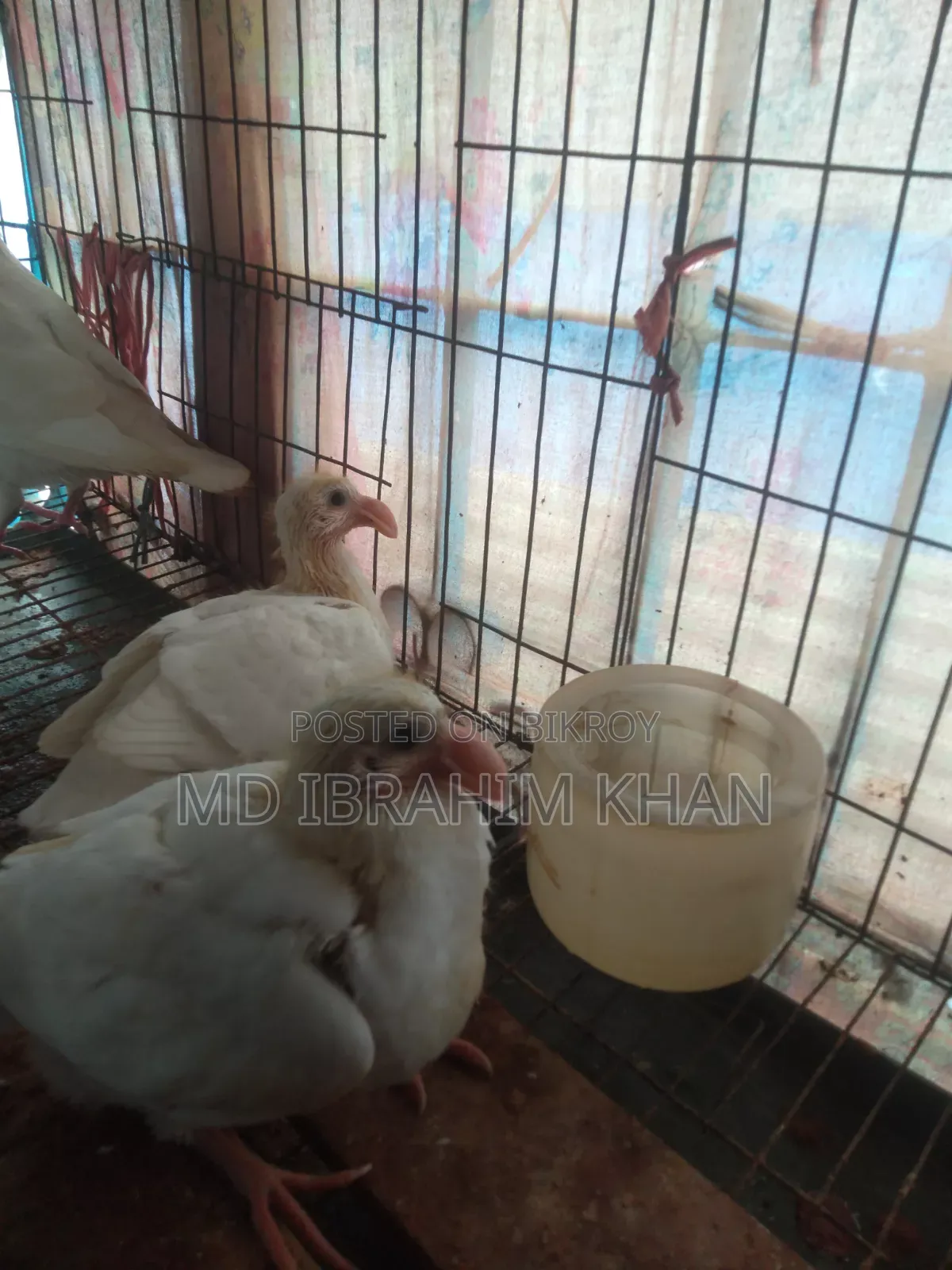 A pair of pigeon chicks for sale