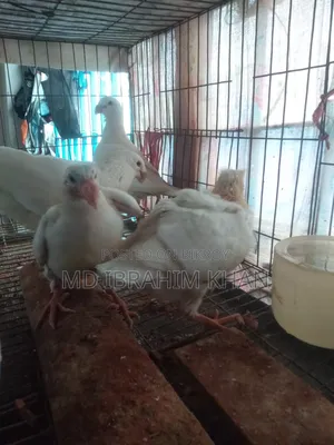A pair of pigeon chicks for sale