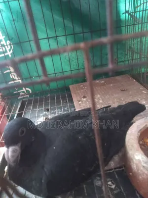 A pair of pigeon chicks for sale
