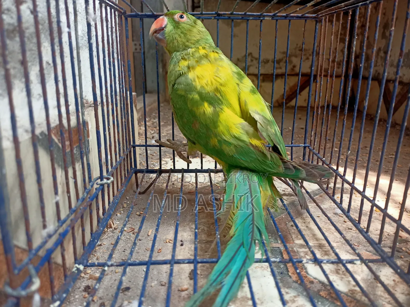 ইয়েলো পাইড রিংনেক টিয়া প্রাপ্তবয়স্ক মাদি