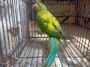 ইয়েলো পাইড রিংনেক টিয়া প্রাপ্তবয়স্ক মাদি