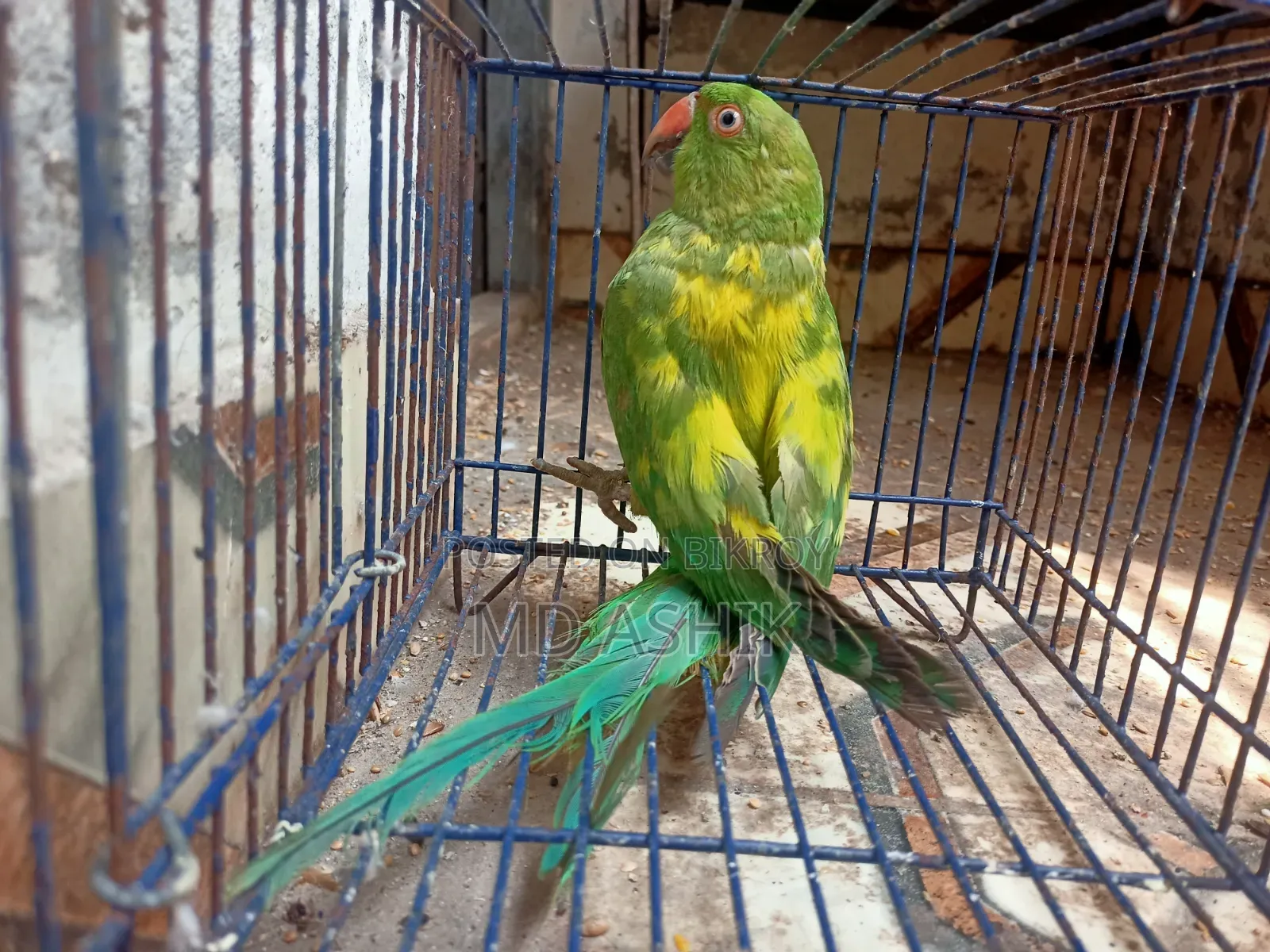 ইয়েলো পাইড রিংনেক টিয়া প্রাপ্তবয়স্ক মাদি