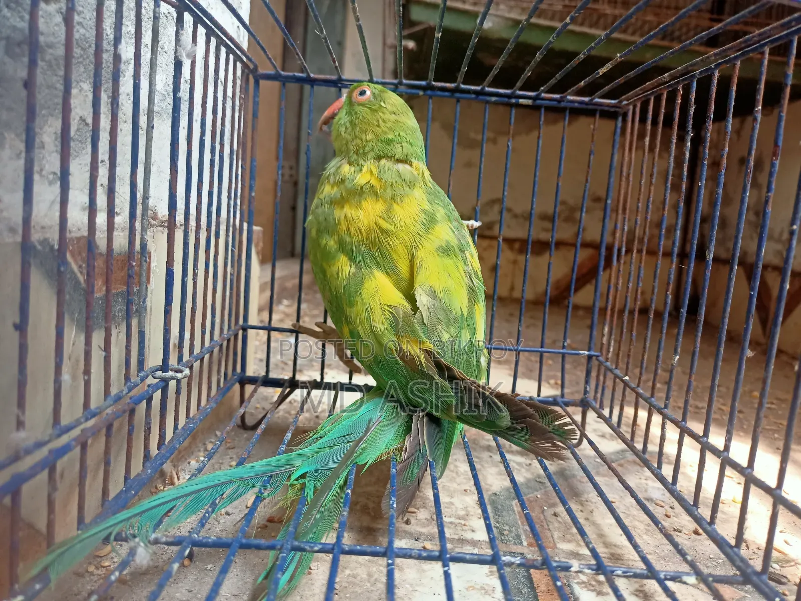 ইয়েলো পাইড রিংনেক টিয়া প্রাপ্তবয়স্ক মাদি